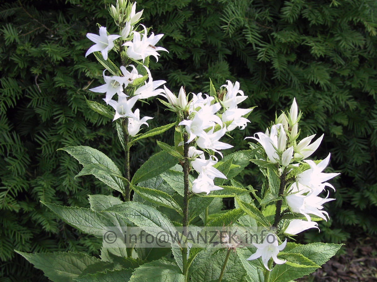 Campanula macrantha Alba.JPG
